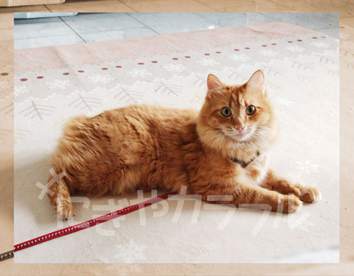 UMA　キャビットもどき