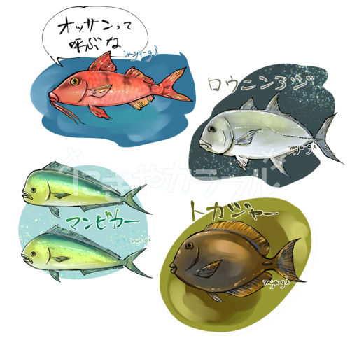 沖縄近海の魚2